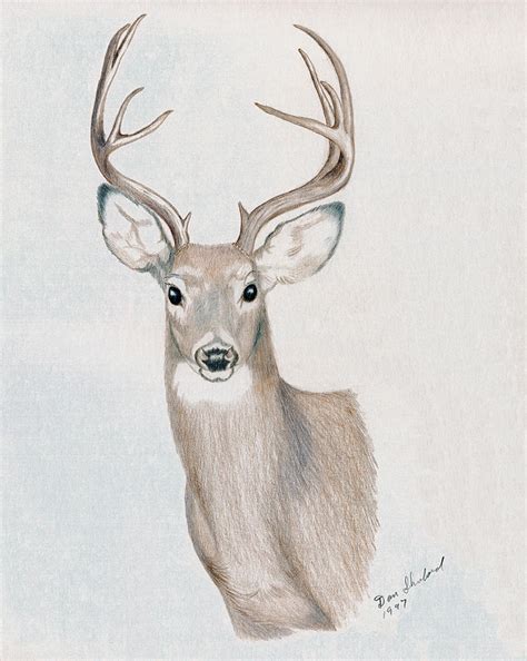 Big Buck Drawing by Daniel Shuford