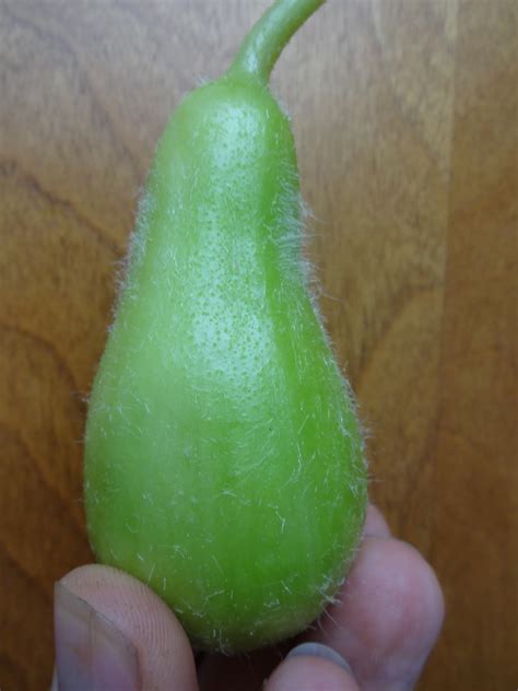 The Scientific Gardener First Successful Cross Of Pear With Cucumber