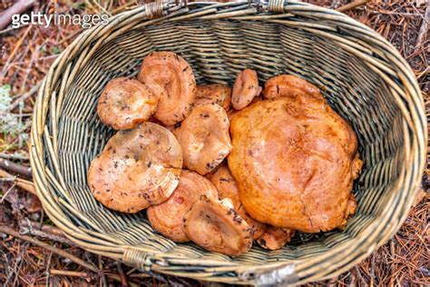 Picking Mushrooms Lactarius Deliciosus