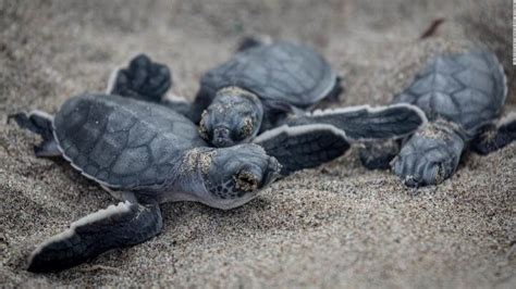 Incre Ble Nacieron Decenas De Tortugas En Peligro De Extinci N En Ecuador