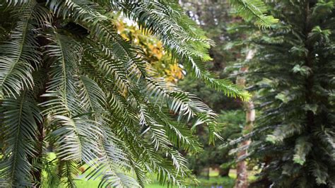 Living fossils: Wakehurst's Wollemi pines | Kew