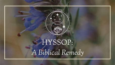 Hyssop A Biblical Remedy Youtube