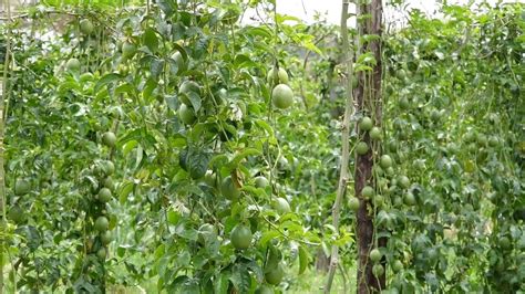 Best Practice To Grow Passion Fruits By Experts Youtube