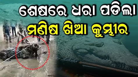 Breaking News ନଦୀରୁ ଧରା ପଡିଲା ମଣିଷ ଖିଆ କୁମ୍ଭୀର । ଭାଇରାଲ ହେଲା ଭିଡିଓ