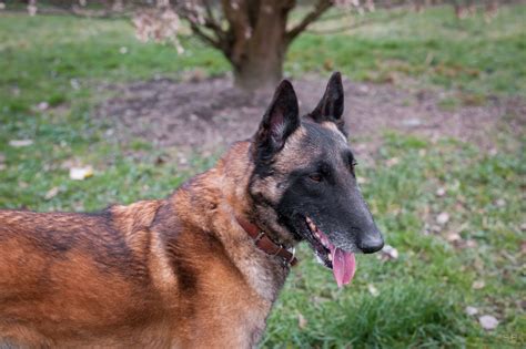 APAGI Wolf CHIEN Berger Belge Malinois à la robe Fauve charbonné