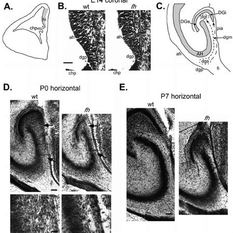 Pdf Citron Kinase Is Required For Postnatal Neurogenesis In The