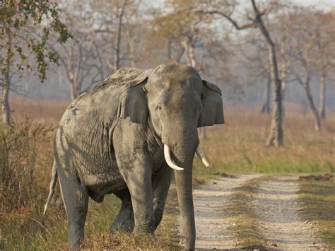 Kaziranga National Park Holidays India Steppes Travel