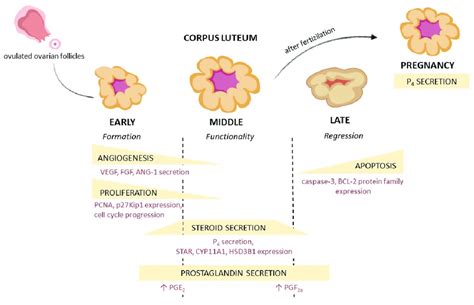 Corpus Luteum Hormones