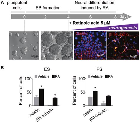 Neural Differentiation In Es And Ips Cells After Ra Treatment A