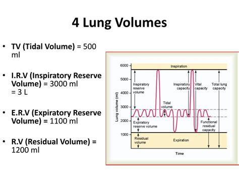 Ppt Lung Volumes Lung Capacities Powerpoint Presentation Free