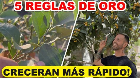 Reglas De Oro Para Rboles Frutales Hacer Que Crezcan Y Den Frutos