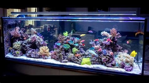 salt water tank setup basic equipment - YouTube