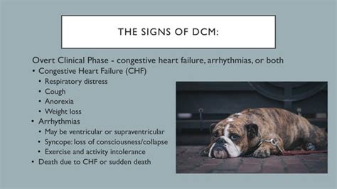 A Review Of Dilated Cardiomyopathy In Dogs