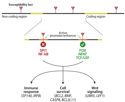 Chronic Lymphocytic Leukemia From Molecular Pathogenesis To Novel