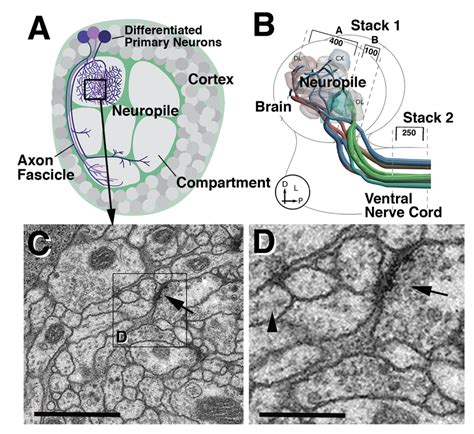 Drosophila first instar larval brain. (A) Schematic depiction of ...