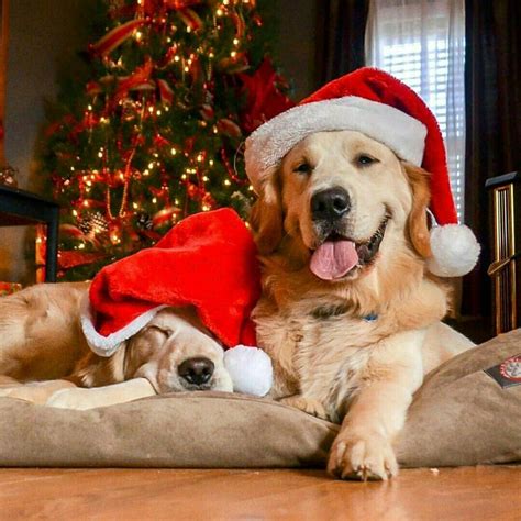 ριитєяєѕт Iiiannaiii 🌹💦 Christmas Puppy Dog Christmas Pictures