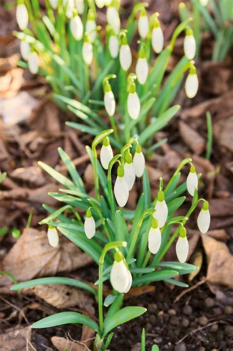 F Rsta V Rblommor Sn Droppar I Skog Arkivfoto Bild Av Skog