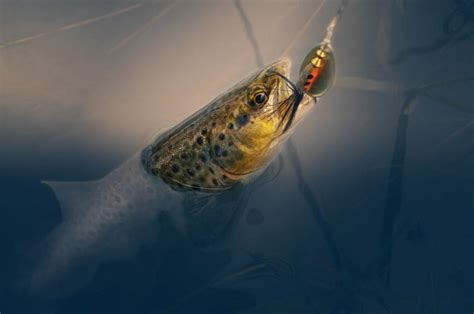 The 8 Must Have Lake Trout Fishing Lures Out Of The Deep