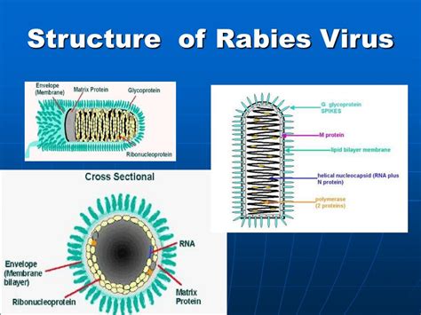 PPT - Rabies virus PowerPoint Presentation, free download - ID:896308