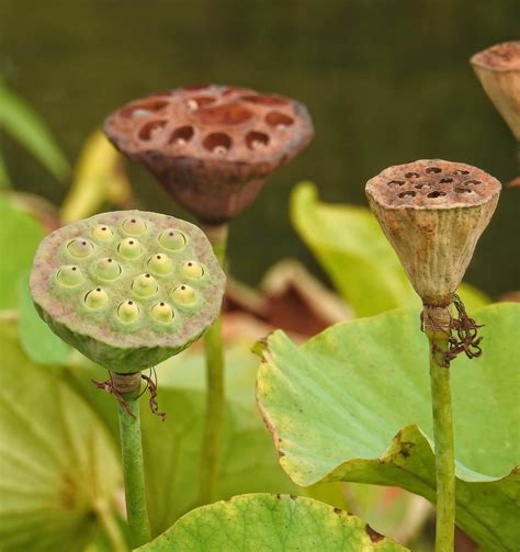 Lotus Nelumbo Nucifera Seed Pods 3219 X 3421 Oc Botanicalporn