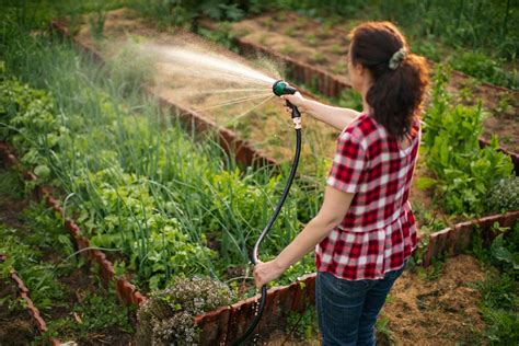 Mastering Garden Hydration Essential Watering Techniques For A Thriving Lawn