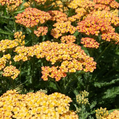 Achillea Sassy Summer Sunset Slovensketrvalkysk