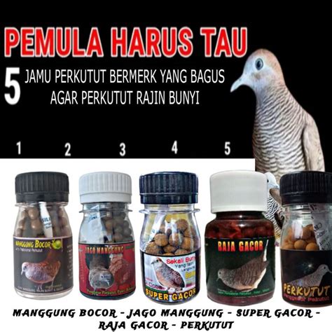 Jamu Perkutut Manggung Bocor Isi Butir Penggacor Kutut Jago