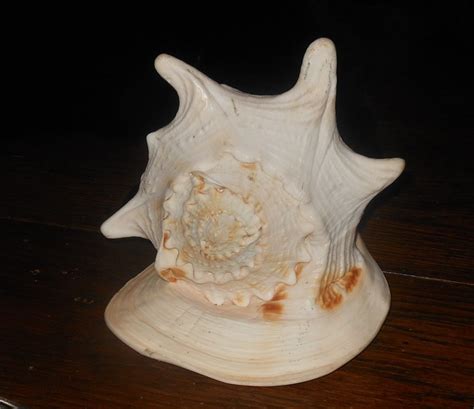 Large Queen Helmet Shell Aka Horned Conch Collectors Weekly