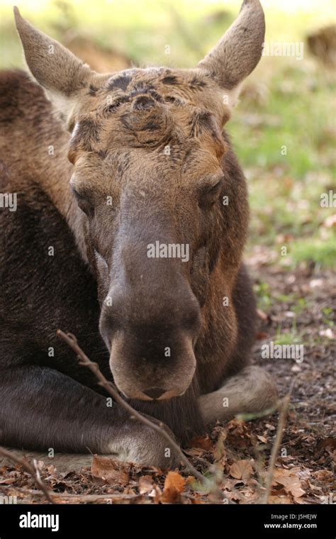 environment enviroment animal curious nosey nosy animals lone wolf sweden Stock Photo - Alamy