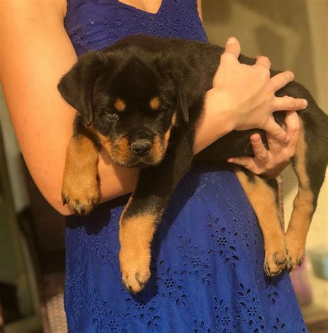 Rottweiler Puppies - German Rottweiler Puppies For Sale