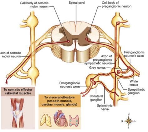 Neuro Diagnosis Lec Wk Neurodiagnosis Week Neuro Diag Week One