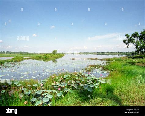 Landscape View Of Lotus Lake And Grasslands At Paya Indah Wetlands