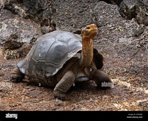 Galapagos giant tortoise with head raised Stock Photo - Alamy