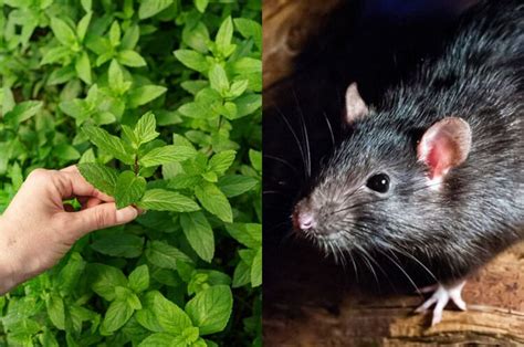 Bau 1 Tanaman Ini Ternyata Dibenci Tikus Got Cukup Tanam Di Sekeliling