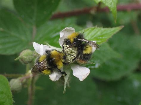 Get To Know Your Male Bumblebees Natural History Society Of Northumbria