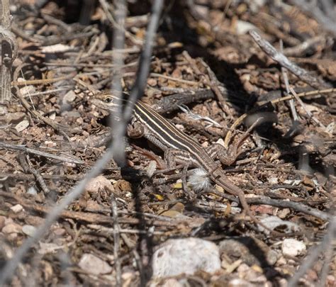 Aspidoscelis Uniparens Desert Grassland Whiptail Flickr