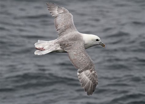 Surner Birding July 2011