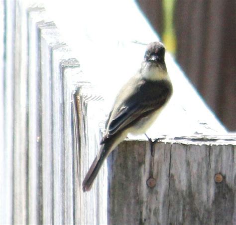 Eastern Phoebe From Kleberg County TX USA On November 1 2023 At 11