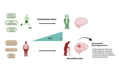 Neuroinflamaci N Mediada Por Los Astrocitos En El Envejecimiento Y La