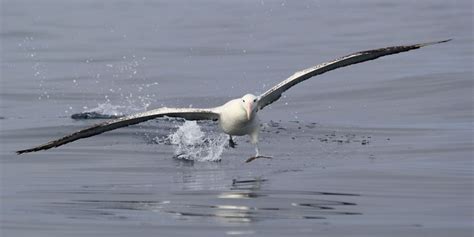 Happy World Albatross Day June 19th Pacific Beach Coalition