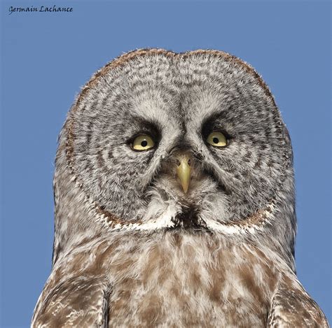 Chouette Lapone Great Gray Owl Germain Lachance Flickr