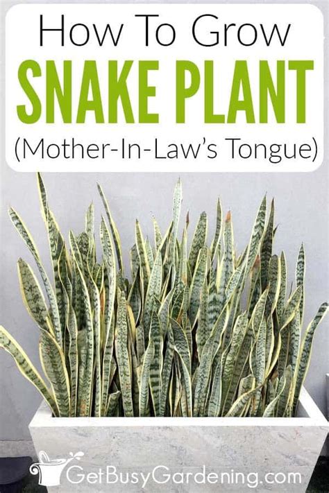 Snake Plant Care Guide How To Grow Mother In Laws Tongue Snake