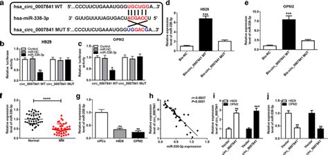 Mir 338 3p Could Directly Interact With Circ0007841 In Mm Cells A