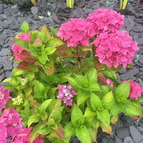 Hydrangea Macrophylla Glam Rock Hydrangea Glam Rock Uploaded By