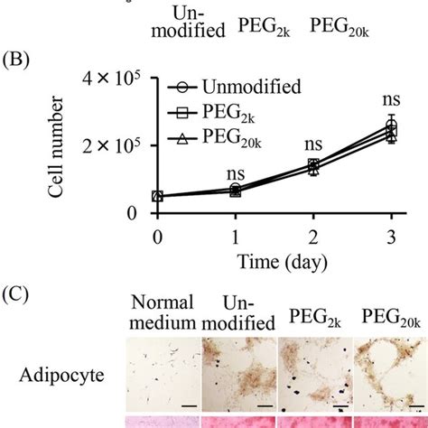 Characteristics Of Peg Mscs A Cell Viability Of C3h10t12 Cells After