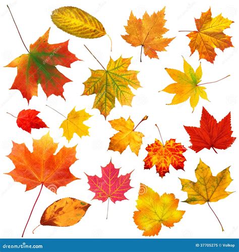 Collection Beautiful Colourful Autumn Leaves Isolated On White Stock