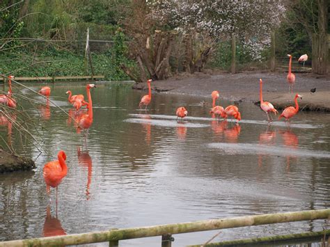 Chester Zoo Caribbean Flamingos Nigel Swales Flickr