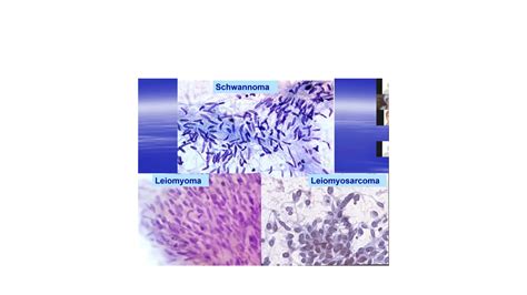 Cytopathology For Beginners Of Cytology Ppt