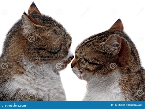 Couple Of Two Loving Cats Are So Close Each Other Stock Image Image