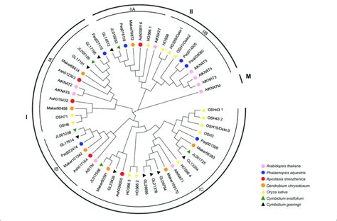 Phylogenetic Tree Of Knox Genes Based On The Knox Protein Sequences